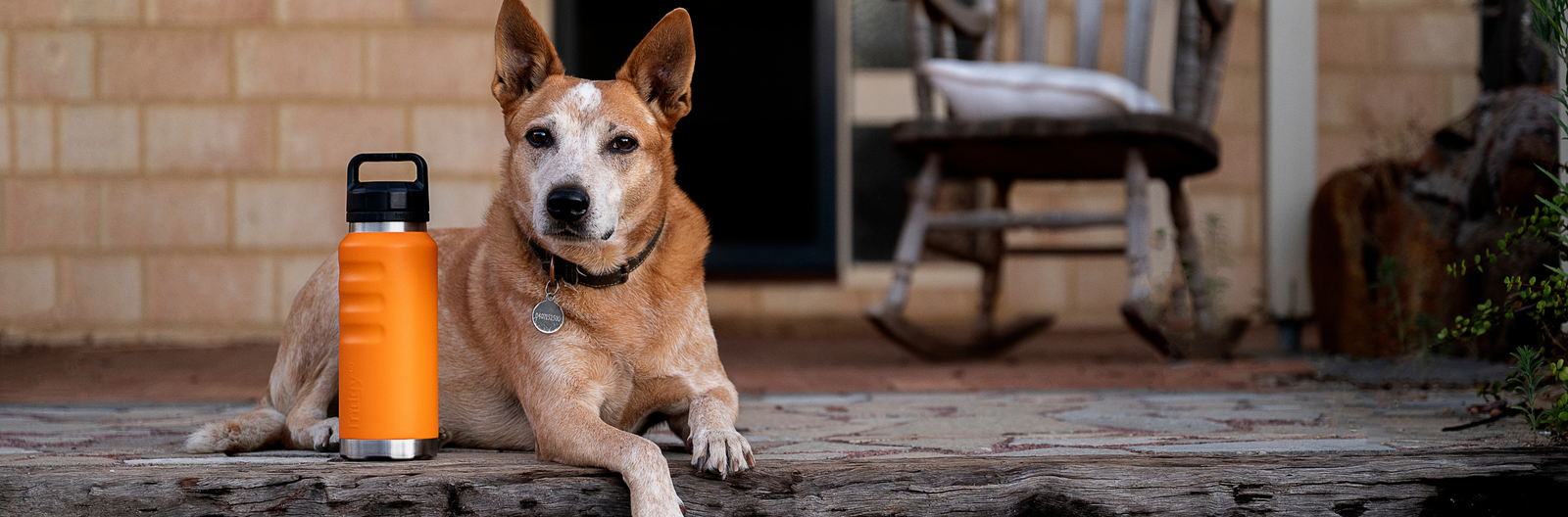 Cattle dog lying next to an orange Fridgy stainless steel water bottle